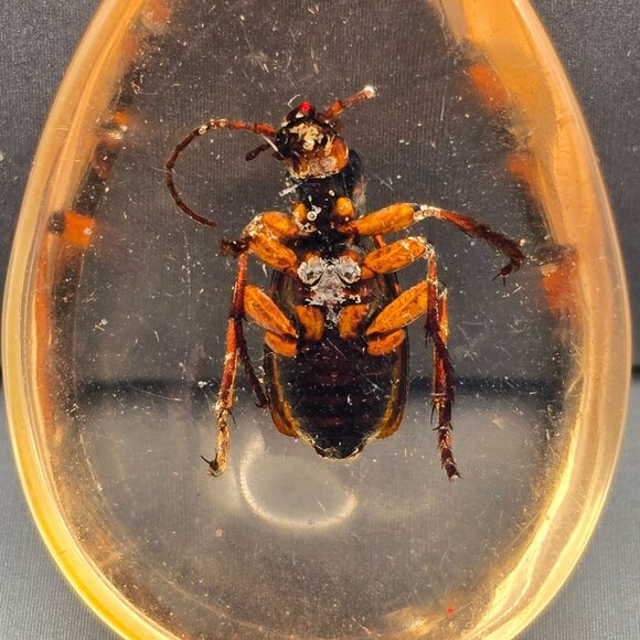 Lucite Pendant w/ Bombardier Beetle Acid-Squirting Insect Teardrop Shape 1.75" - Picture 4 of 7